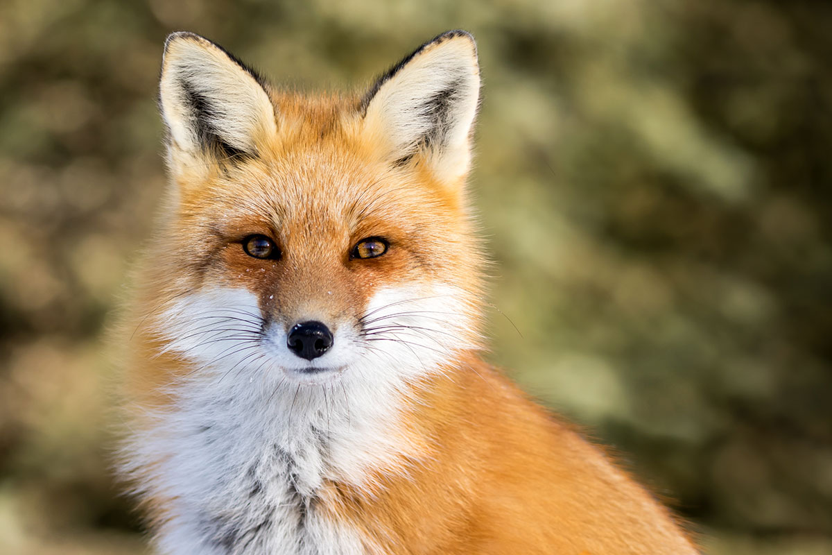 wild foxes in northampton