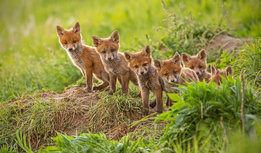 helping foxes in the wild northampton
