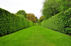 hedge specialists, harlestone