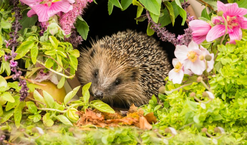 looking after hedgehogs in your garden northampton