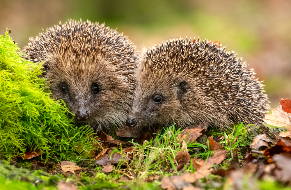 hedgehogs in the garden northampton