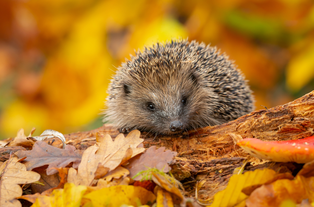 northampton hedgehogs in the garden