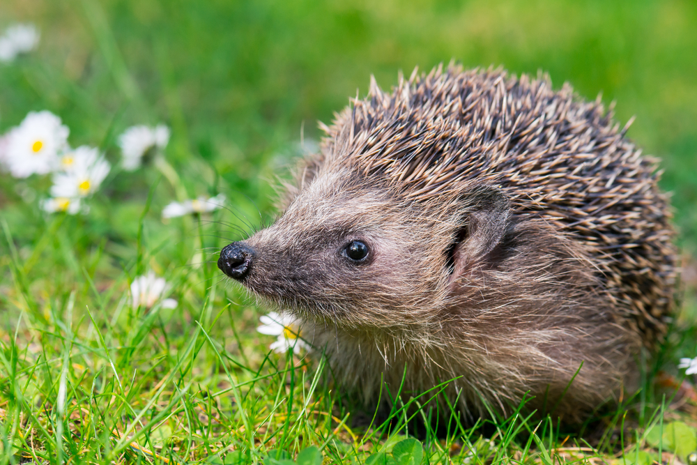 how to care for hedgehogs in the garden northampton
