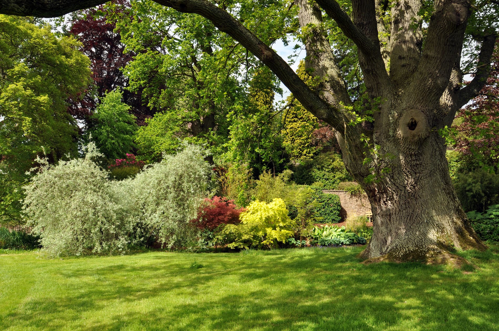 Professional Tree Surgeon Tom Francis Northampton