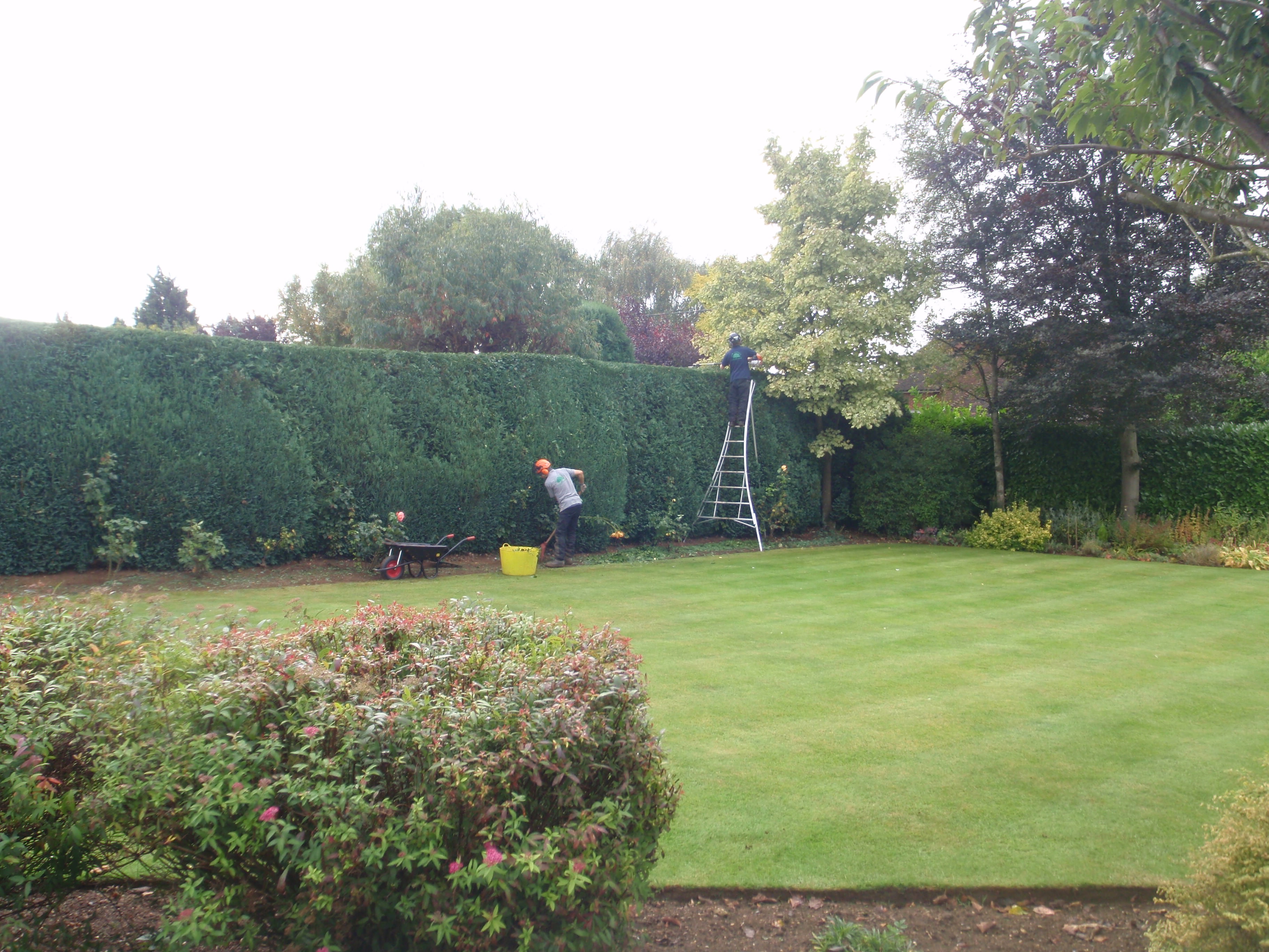 hedge cutting moulton
