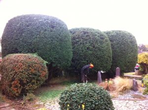 hedge trimming moulton