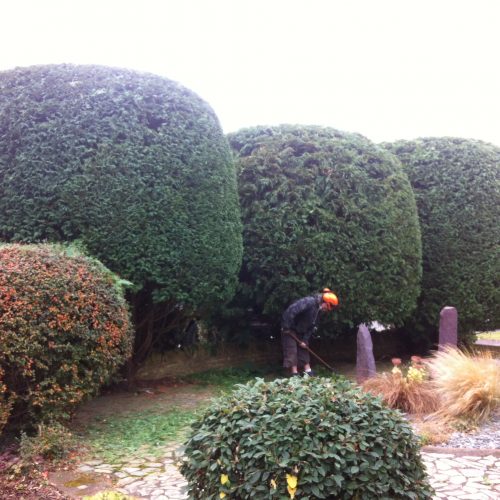 hedge trimming moulton