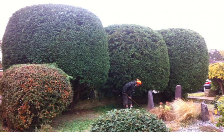 hedge trimming moulton