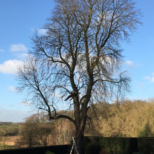 tree service prices earls barton