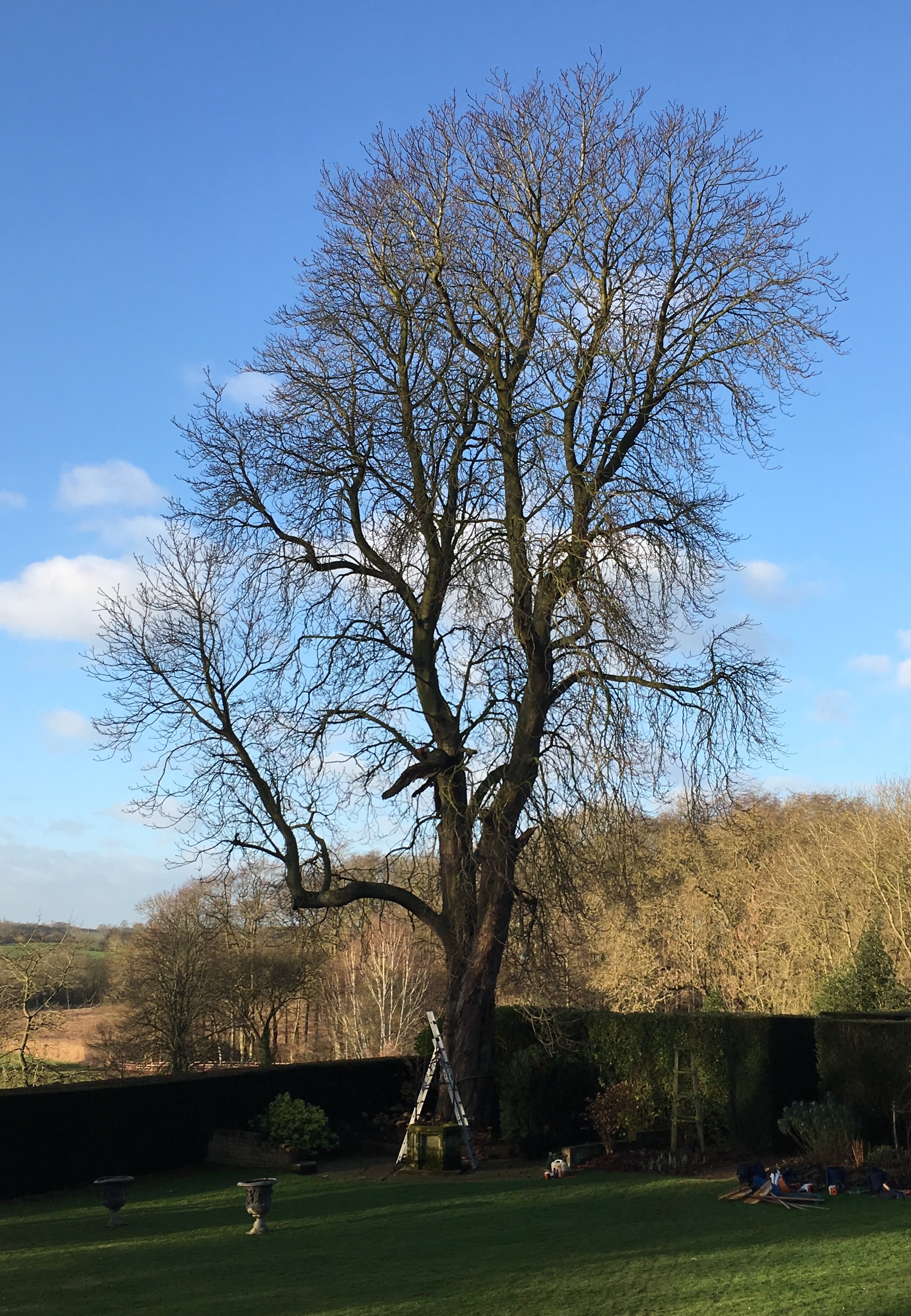 tree service prices earls barton