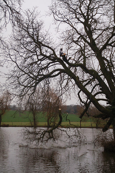 tree services earls barton