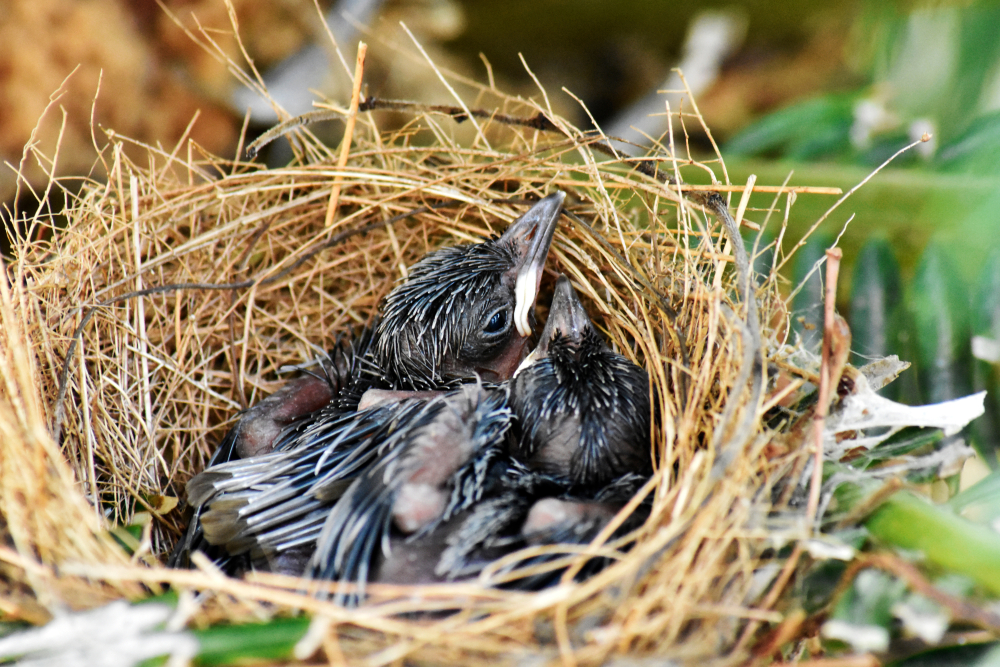 bird nesting near me Northampton