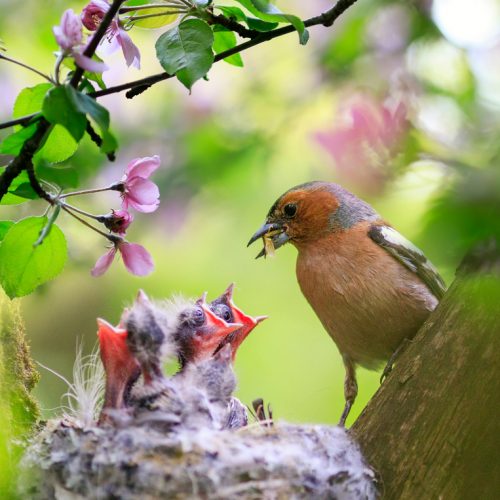 Bird nesting advise nothampton