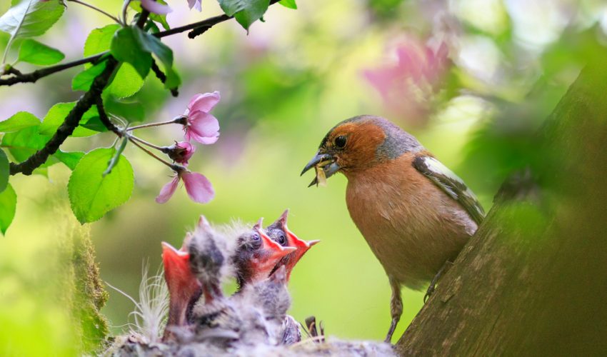 Bird nesting advise nothampton