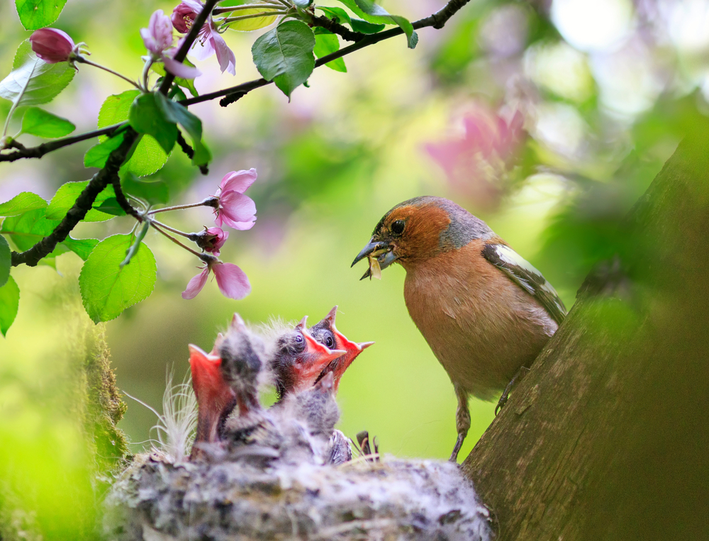 Bird nesting advise nothampton