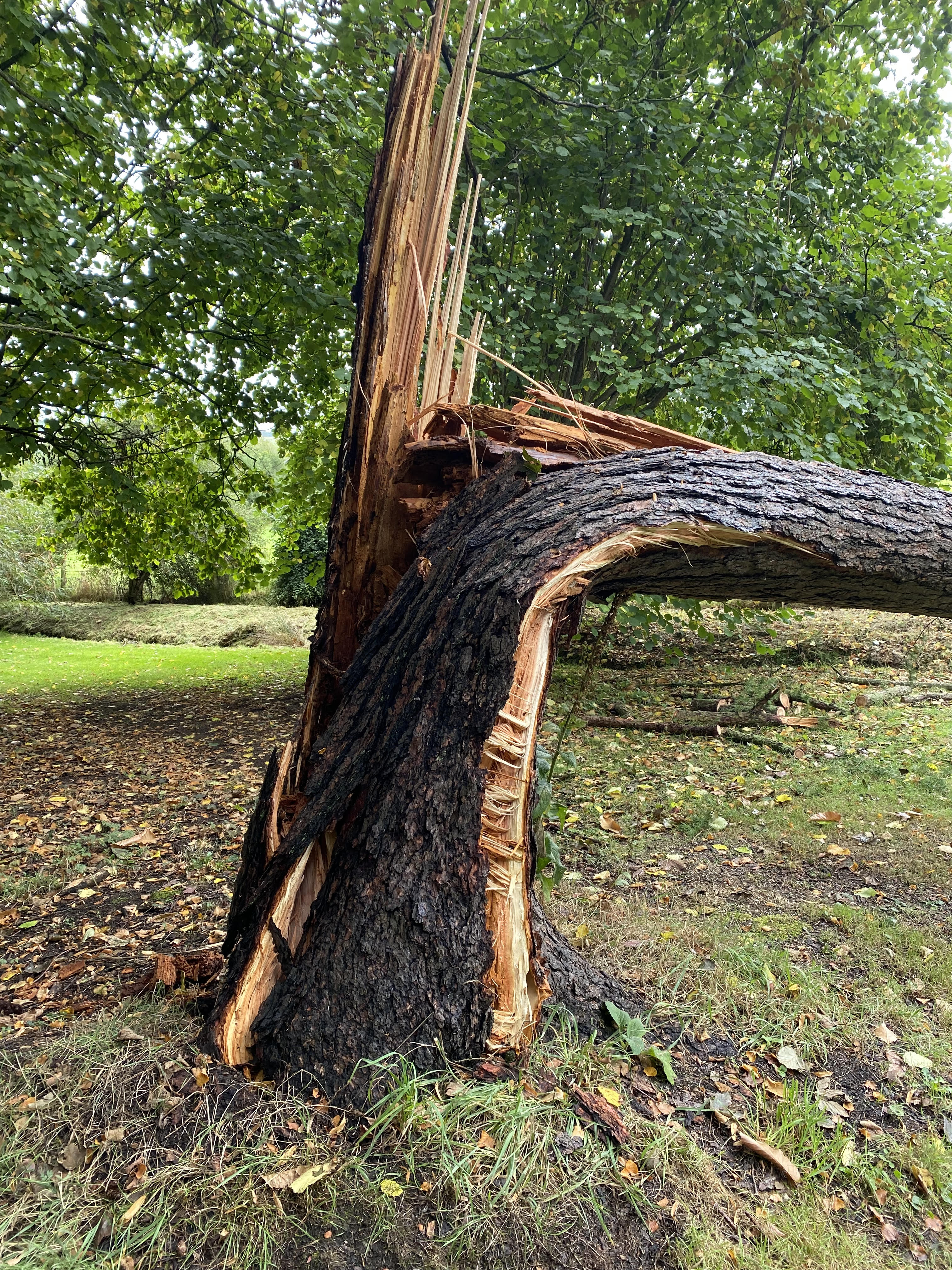 Why you need a tree survey - Fallen Larch due to decay to Phaeolus schweinitzii fungus.