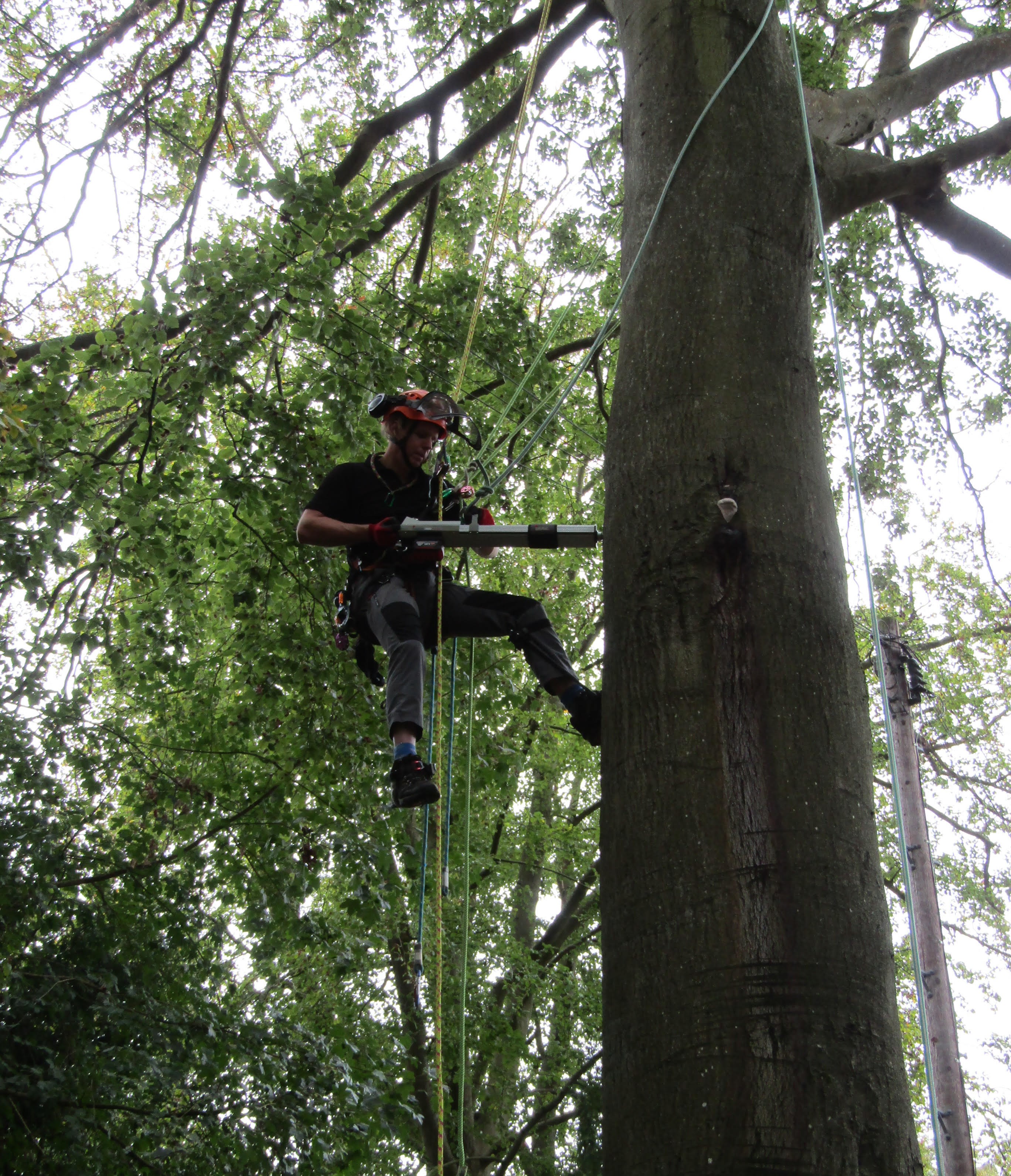 Tom Francis using a Resistograph on a Beech tree