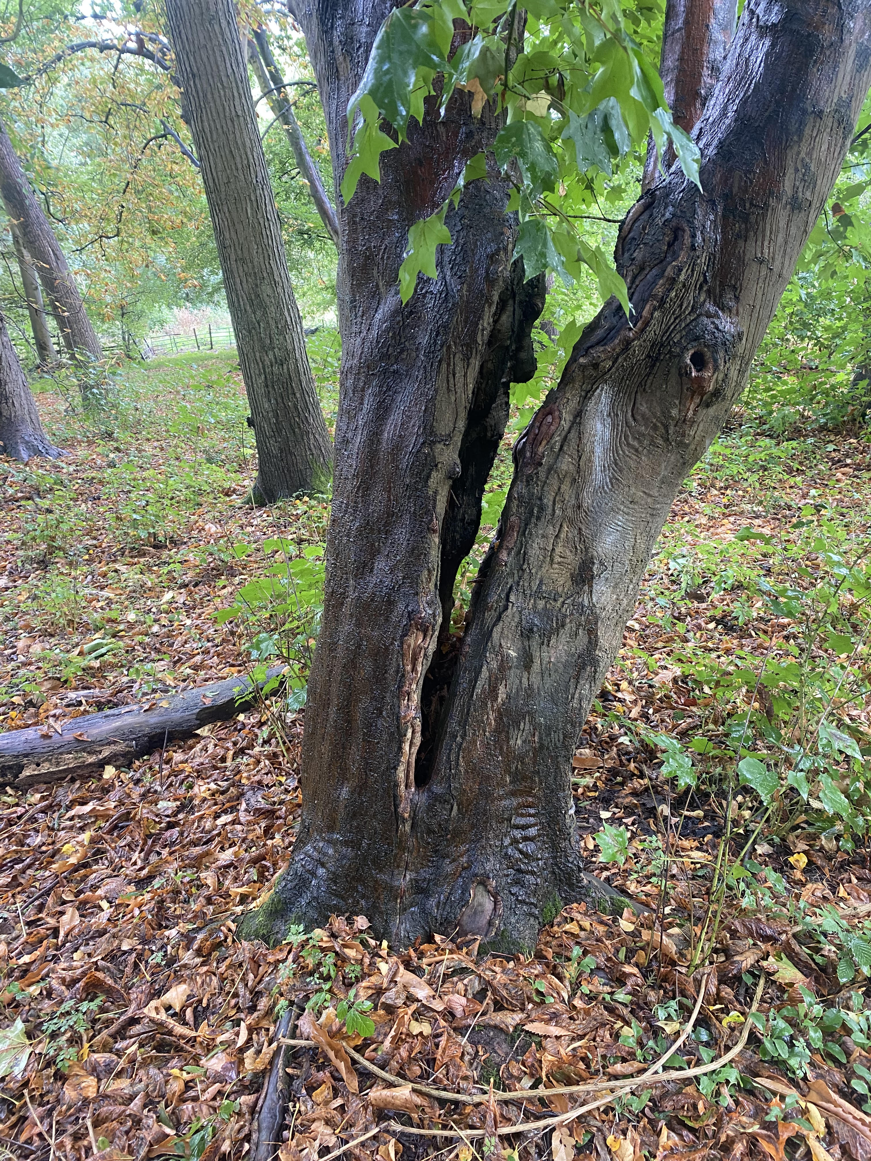 Included bark leading to stem splitting on Sycamore.