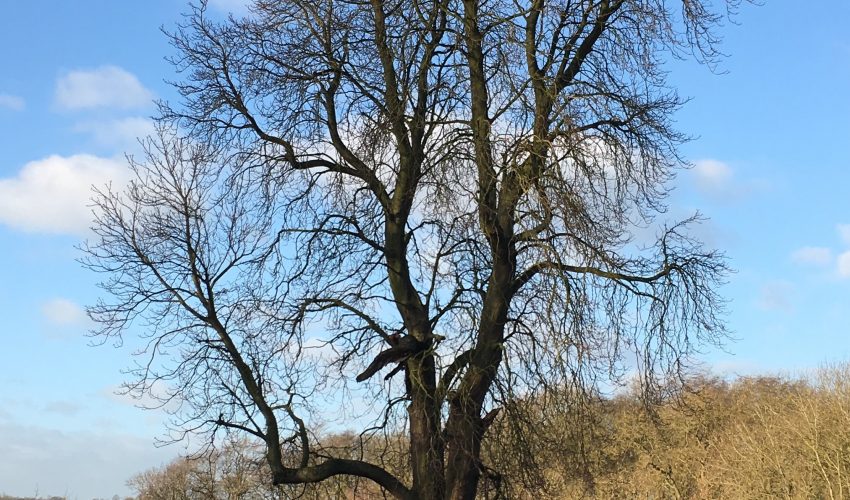 tree survey