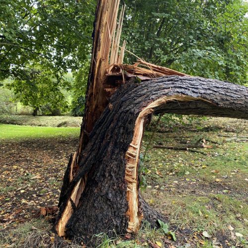 tree survey - tree that has snapped