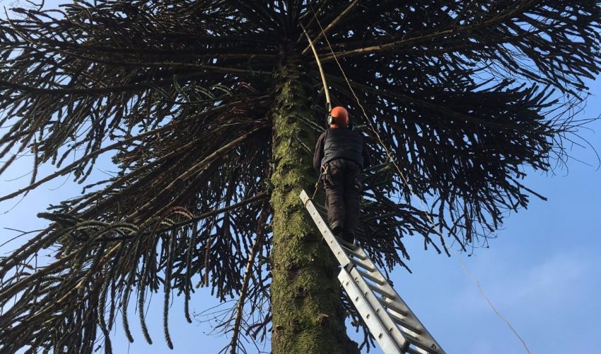 tom francis carrying our tree maintenance after a tree survey
